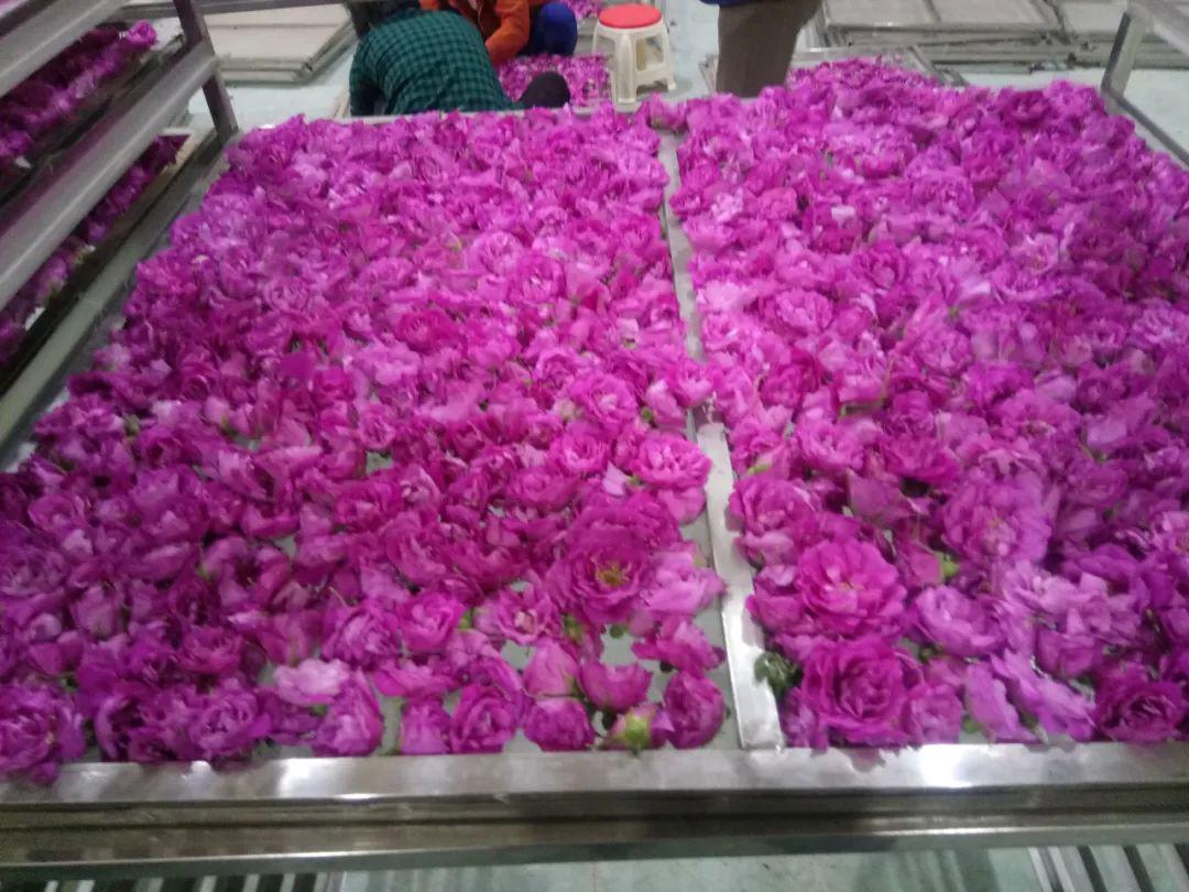 适合陕西地区种的花卉_陕西本地花卉_陕西花卉种植致富