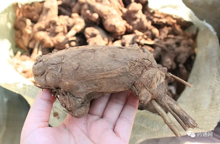 亳州白芨种植致富_亳州白芨价格行情_亳州白芨收购公司