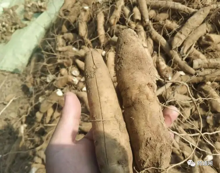 亳州白芨种植致富_亳州白芨收购公司_亳州白芨价格行情