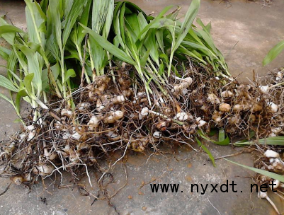 白及种植技术吧_白及育苗栽培关键技术_白及栽培技术