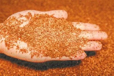 养殖蝇蛆最高产量的方法_养殖最新蝇蛆技术方案_最新蝇蛆养殖技术