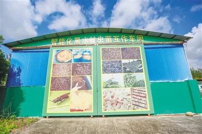 养殖最新蝇蛆技术方案_养殖蝇蛆最高产量的方法_最新蝇蛆养殖技术