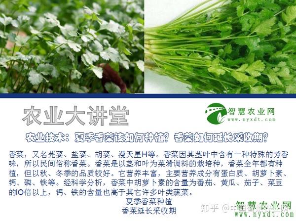 香菜种植年赚百万_香菜种植利润技术有哪些_香菜种植技术与利润