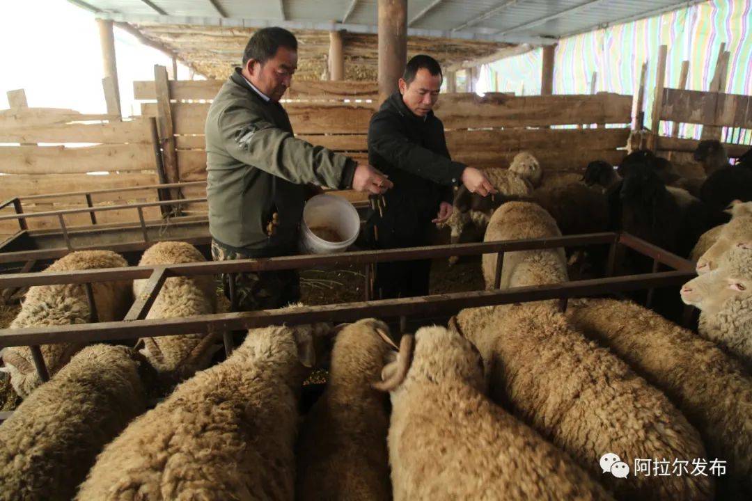 致富养殖好项目大全_养殖的致富之路_养殖致富经2019年全集