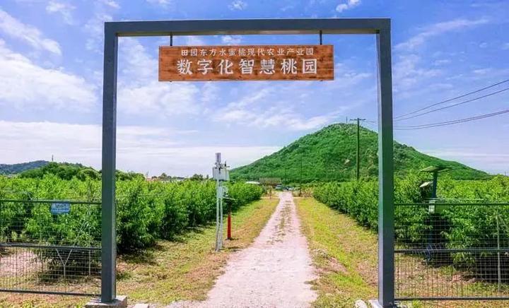 种植桃致富_致富经桃树种植视频_桃源致富