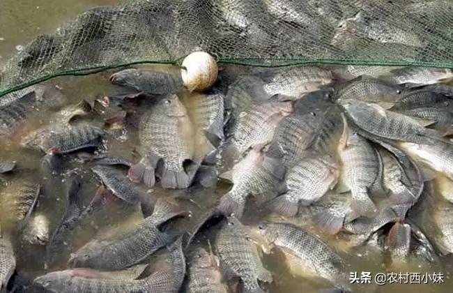 致富经用猪粪养泥鳅_农村养殖泥鳅_猪粪养泥鳅技术