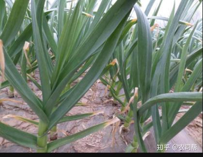 温室大棚蒜苗怎么种植方法_大棚温室种植蒜苔技术要点_温室大棚蒜苔种植技术