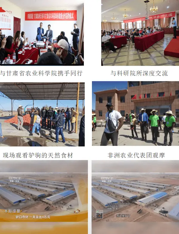 致富经羊奶爸_致富经羊奶_致富经养奶羊