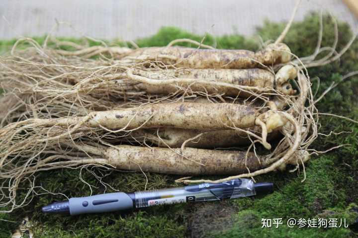人参种子怎么种植什么季节_人参籽几月份种植技术_人参籽的种植技术