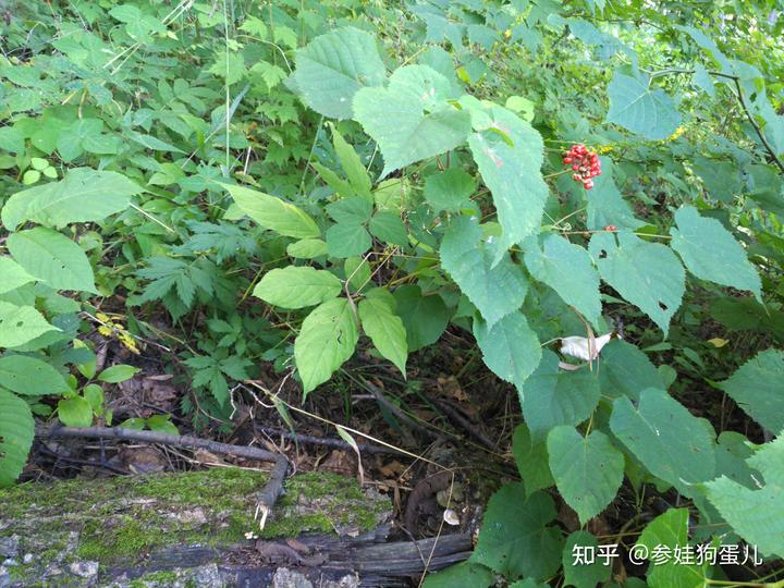 人参籽什么时候种下去最好_人参籽几月份种植技术_人参种子怎么种植什么季节