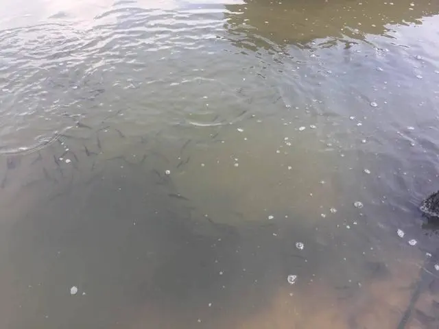 泰国笋壳鱼养殖新技术_泰国笋壳鱼营养价值_养殖笋壳鱼视频致富经