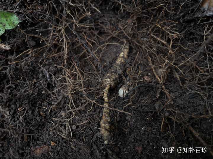 人参种子怎么种植什么季节_人参籽几月份种植技术_人参籽什么时候种下去最好