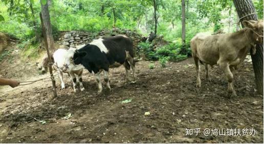 室外养殖致富之路_致富室外养殖之路视频_室内养殖业致富项目