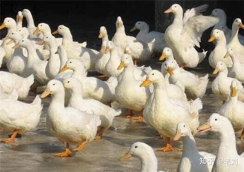 鸭孑养殖技术_鸭子养养殖技术_鸭子的养殖技术和成本