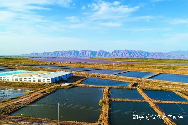 渔业养殖技术都有哪些_渔业养殖业_我国渔业养殖技术有哪些