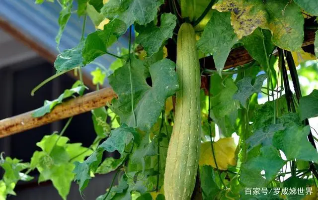 丝瓜春季种植技术要点_春季种植丝瓜要点技术有哪些_春季种植丝瓜要点技术与管理