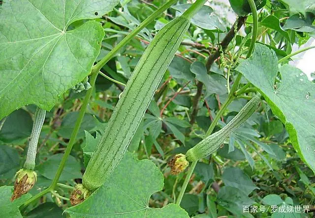 丝瓜春季种植技术要点_春季种植丝瓜要点技术与管理_春季种植丝瓜要点技术有哪些