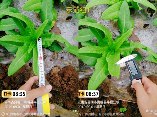 丝瓜春季种植技术要点_春季种植丝瓜要点技术与管理_春季丝瓜的种植与技术