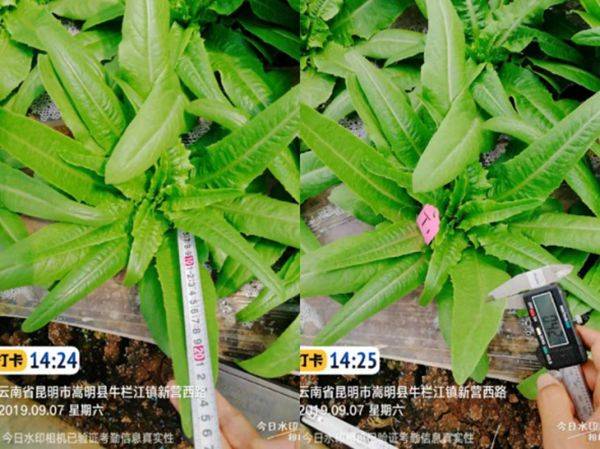春季丝瓜的种植与技术_丝瓜春季种植技术要点_春季种植丝瓜要点技术与管理