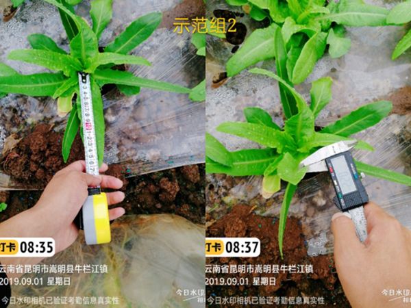 春季种植丝瓜要点技术与管理_丝瓜春季种植技术要点_春季丝瓜的种植与技术