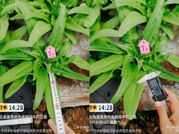 丝瓜春季种植技术要点_春季丝瓜的种植与技术_春季种植丝瓜要点技术与管理