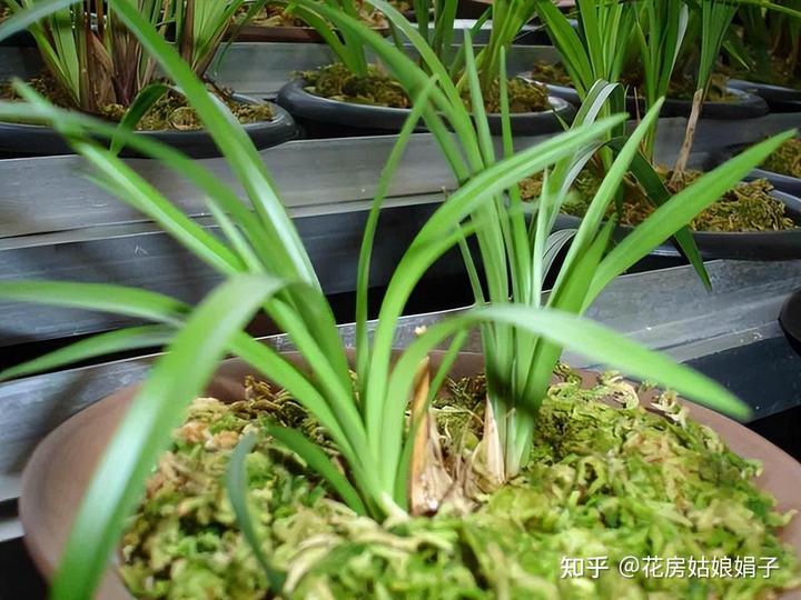 致富经兰花种植视频_致富兰花种植时间_兰花种植致富经