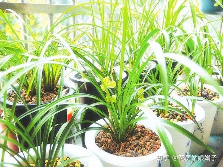 致富兰花种植时间_兰花种植致富经_致富经兰花种植视频