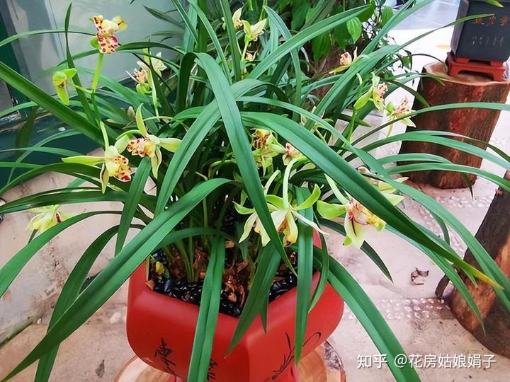 致富经兰花种植视频_致富兰花种植时间_兰花种植致富经