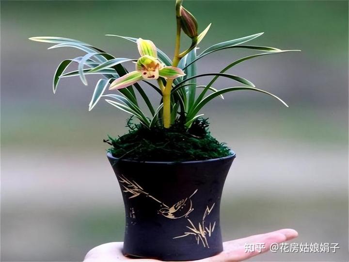 致富兰花种植时间_致富经兰花种植视频_兰花种植致富经