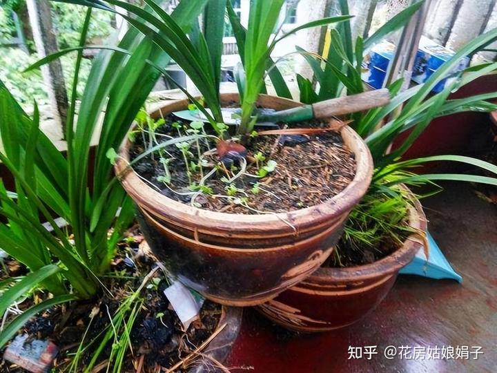 致富经兰花种植视频_兰花种植致富经_致富兰花种植时间