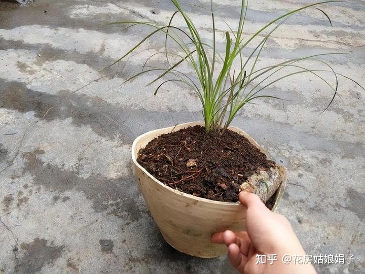 致富兰花种植时间_兰花种植致富经_致富经兰花种植视频