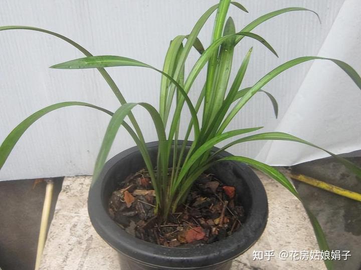 致富经兰花种植视频_兰花种植致富经_致富兰花种植时间