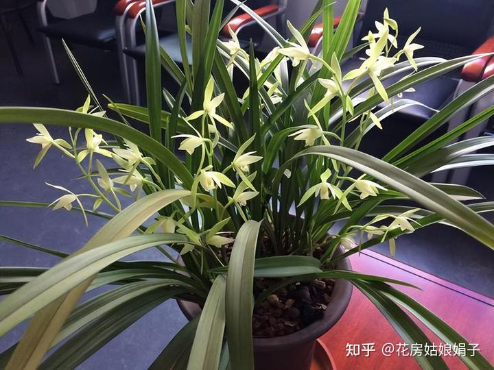 致富兰花种植时间_致富经兰花种植视频_兰花种植致富经