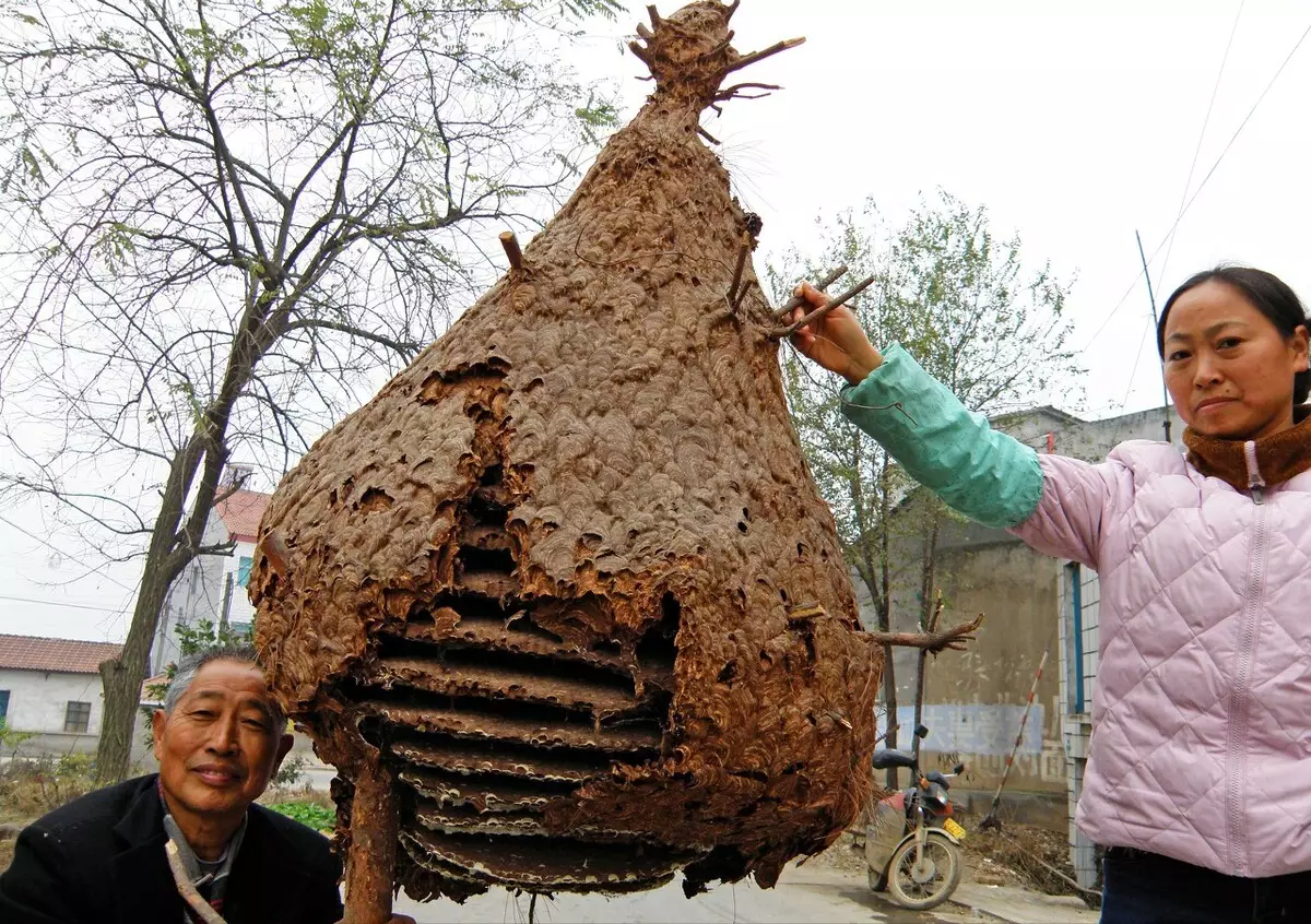 胡蜂养殖致富案例_胡蜂养殖前景_致富经胡蜂养殖