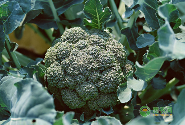西兰花怎么种植？西兰花种植技巧及病害防治方法！-图片版权归惠农网所有