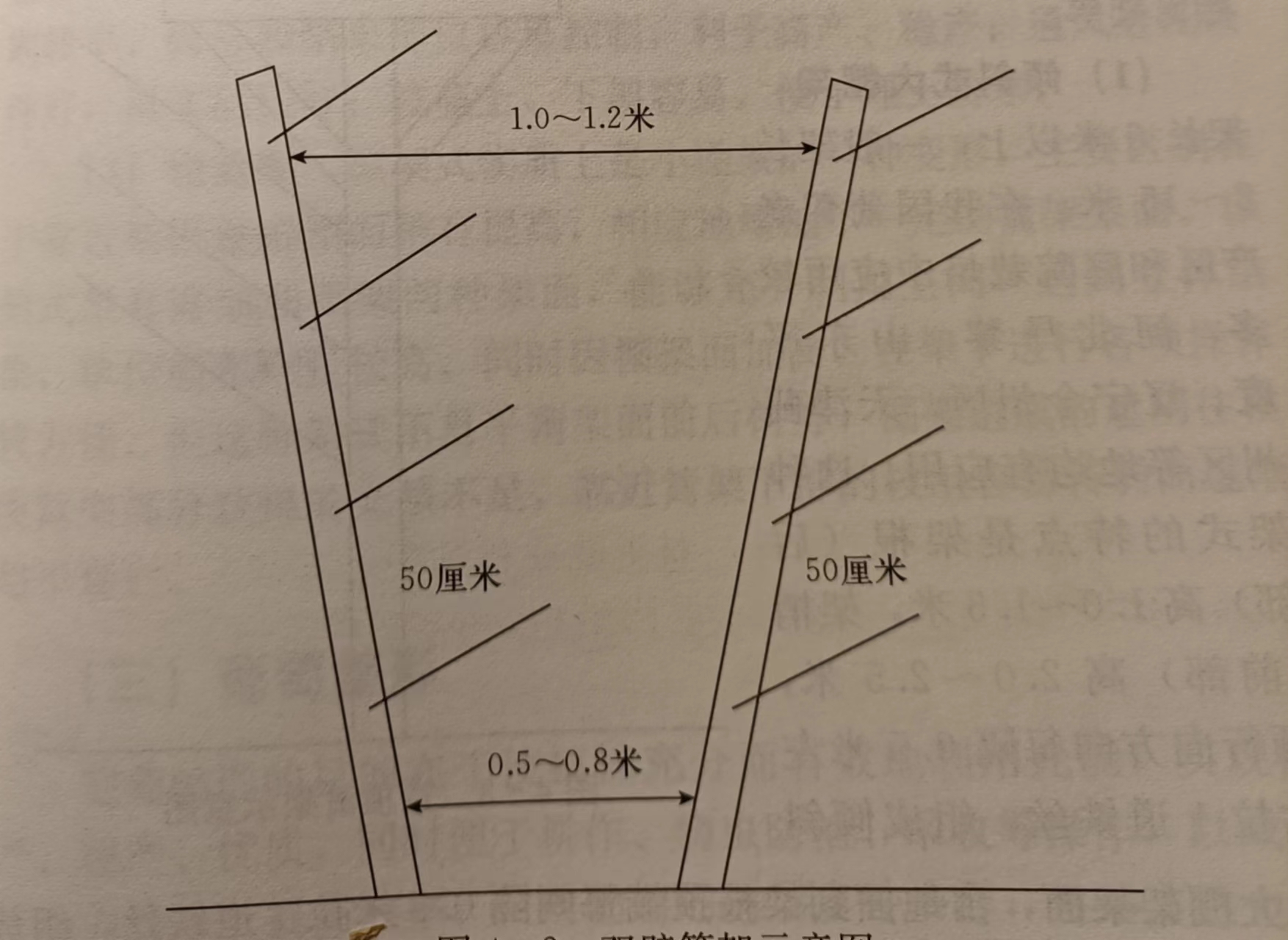 葡萄苗种植技术_葡萄苗种植方法_苗种植葡萄技术要求