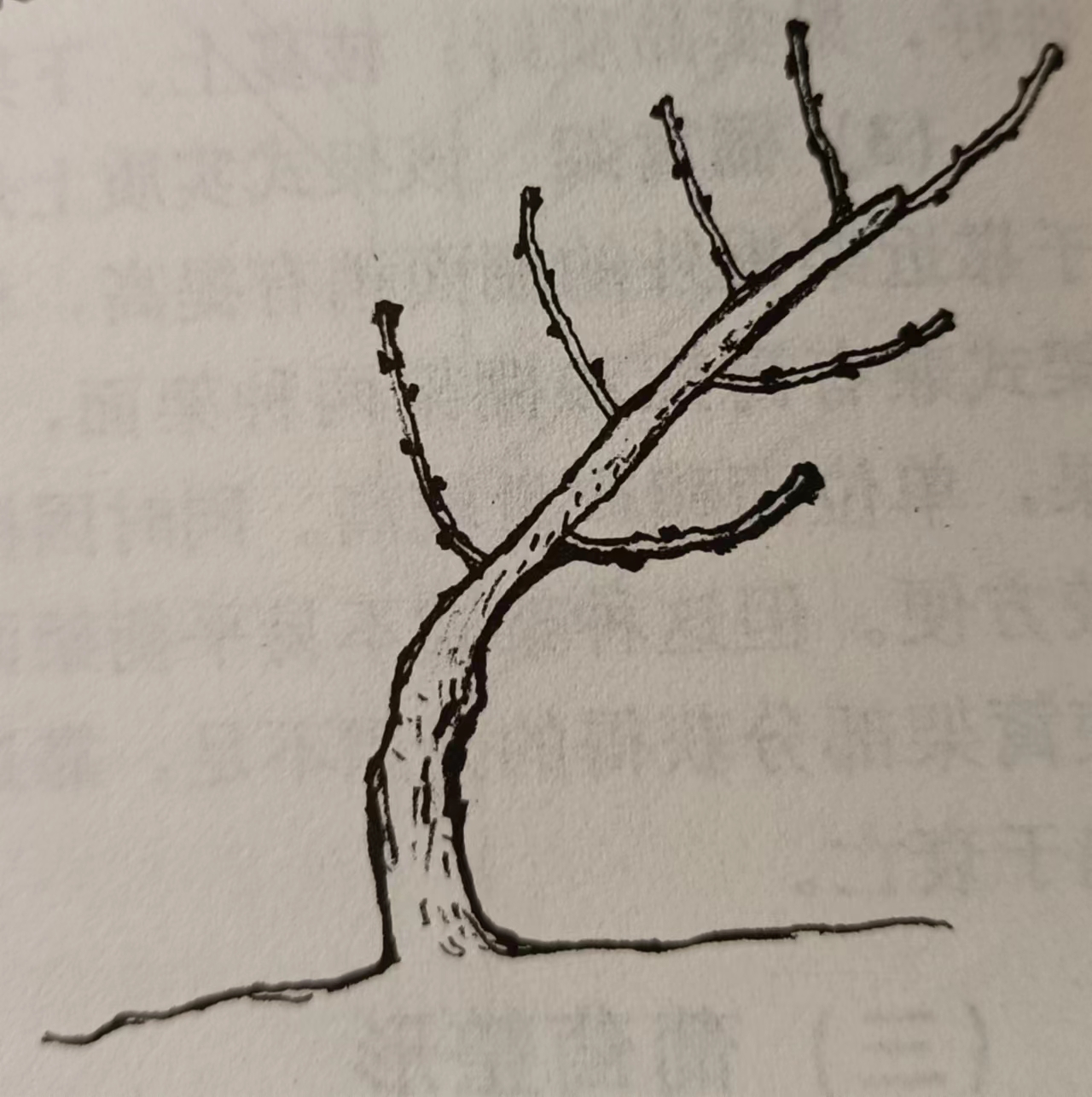 葡萄苗种植技术_苗种植葡萄技术要求_葡萄苗种植方法