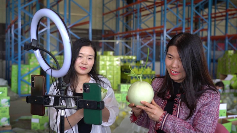香瓜阳台种植技术_阳台种植香瓜技术视频_阳台香瓜种植技术与管理法