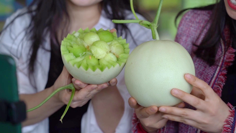 阳台种植香瓜技术视频_阳台香瓜种植技术与管理法_香瓜阳台种植技术