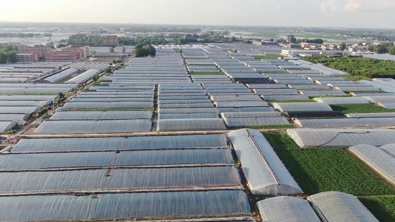 阳台香瓜种植技术与管理法_阳台种植香瓜技术视频_香瓜阳台种植技术