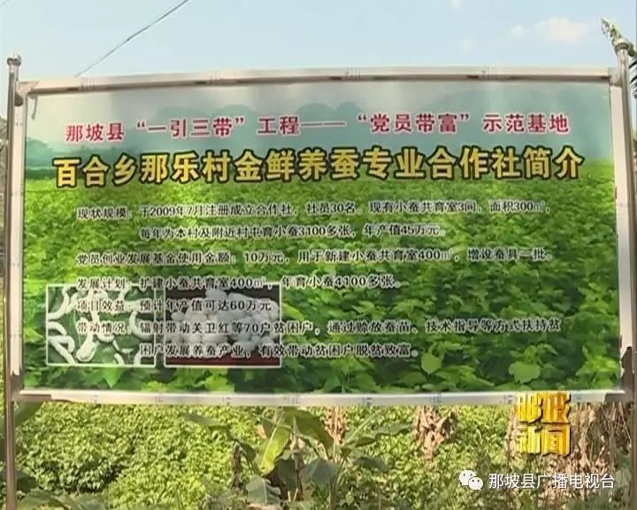 养蚕的致富经_养蚕致富促脱贫_致富经养蚕致富视频