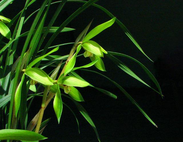 兰花种植致富经_致富兰花种植时间_致富经兰花种植视频