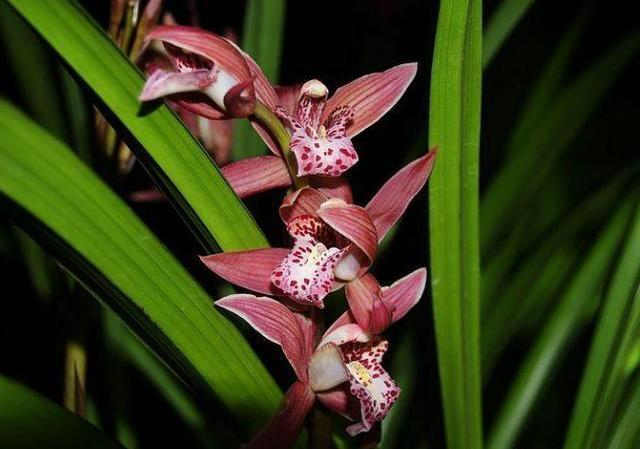 致富经兰花种植视频_致富兰花种植时间_兰花种植致富经