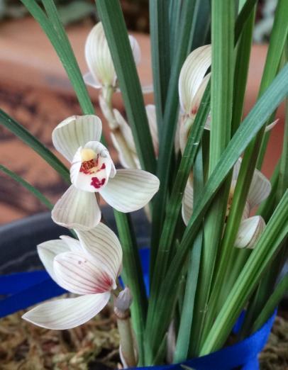 致富经兰花种植视频_兰花种植致富经_致富兰花种植时间