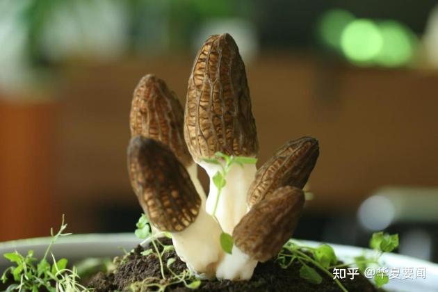 致富经博羊肚菇的视频_致富经羊肚菌养殖技术_致富经种羊肚菌视频