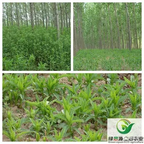 种植地参的效益市场_地参种植前景_致富经地参种植