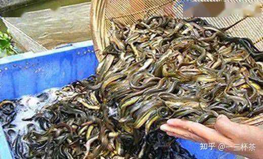 泥鳅养殖户抱团致富_养殖泥鳅 增收致富_养殖泥鳅的利润如何