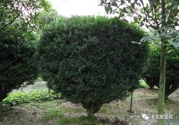 室内种植业致富项目_室内种植商机_室内种植什么致富