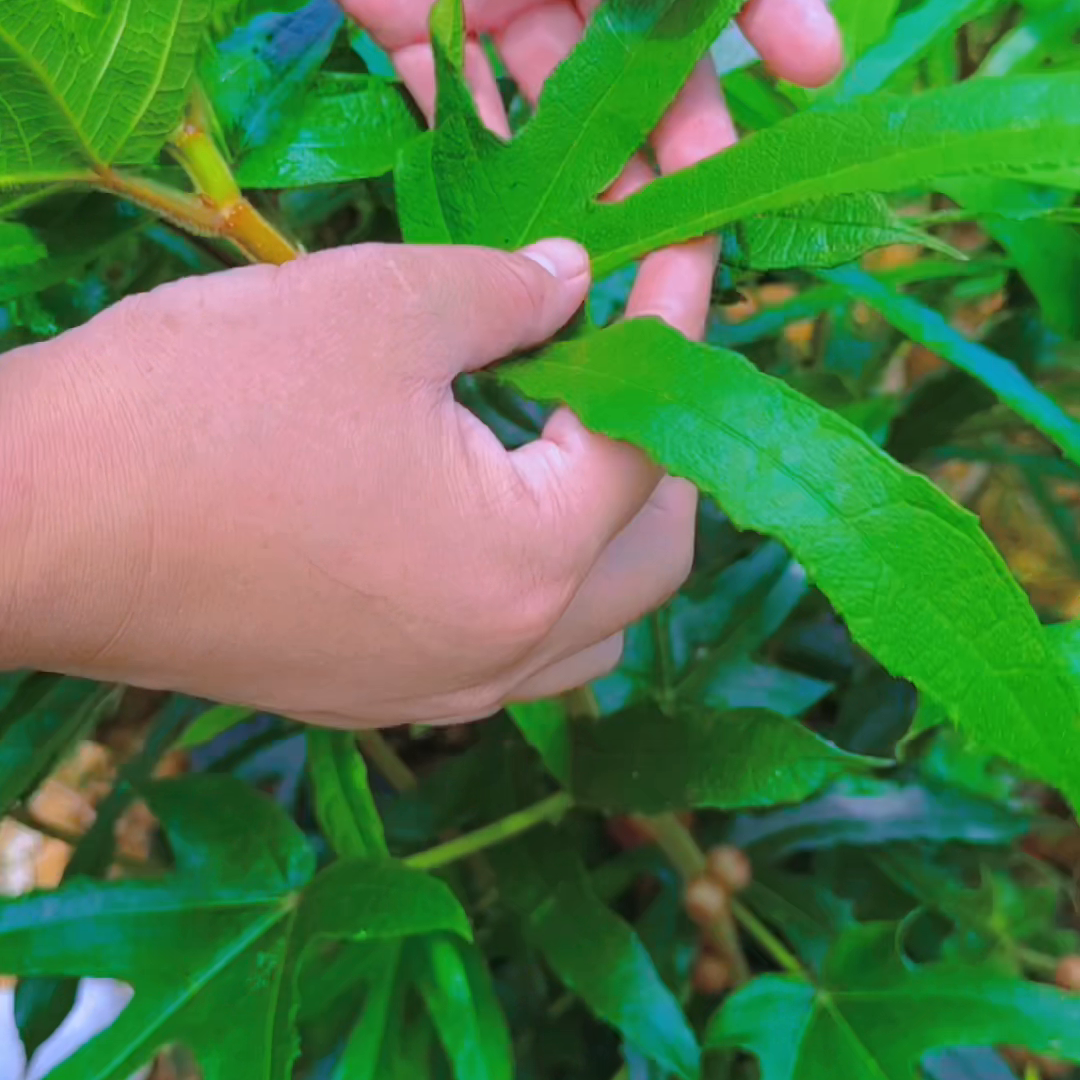 合作种植五指毛桃#药材种植
