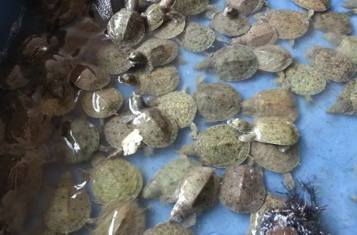致富经刺猬_生财有道刺猬养殖视频_致富经视频全集养刺猬